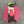 Load image into Gallery viewer, CV Lid 8" Fuschia Rose Silicone