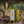 Load image into Gallery viewer, Compagni EVOO Tuscan