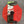 Load image into Gallery viewer, CV Lid 11" Poppy Silicone