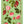 Load image into Gallery viewer, Towel Linen Rosa Chinensis