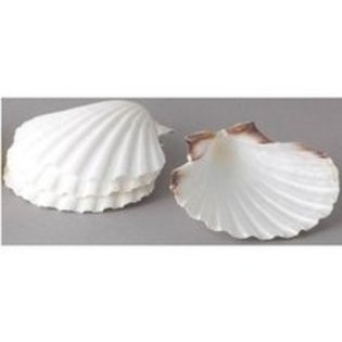 Harold Import Company Natural Baking Shells Set/4
